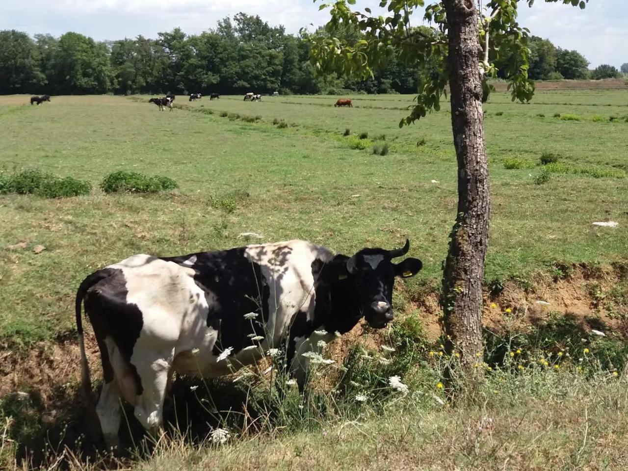 Fattoria Agriturismo Bigongiari ルッカ エクステリア 写真