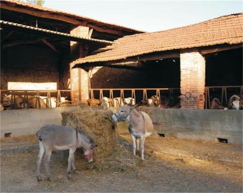 Fattoria Agriturismo Bigongiari ルッカ エクステリア 写真