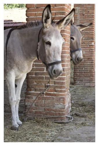 Fattoria Agriturismo Bigongiari ルッカ エクステリア 写真