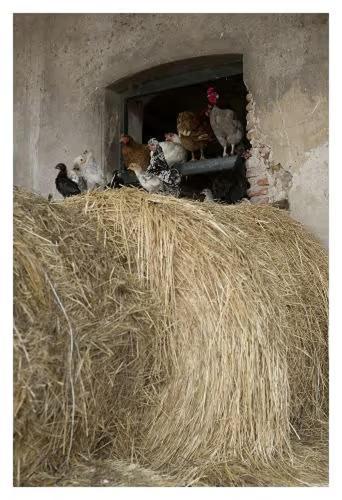 Fattoria Agriturismo Bigongiari ルッカ エクステリア 写真