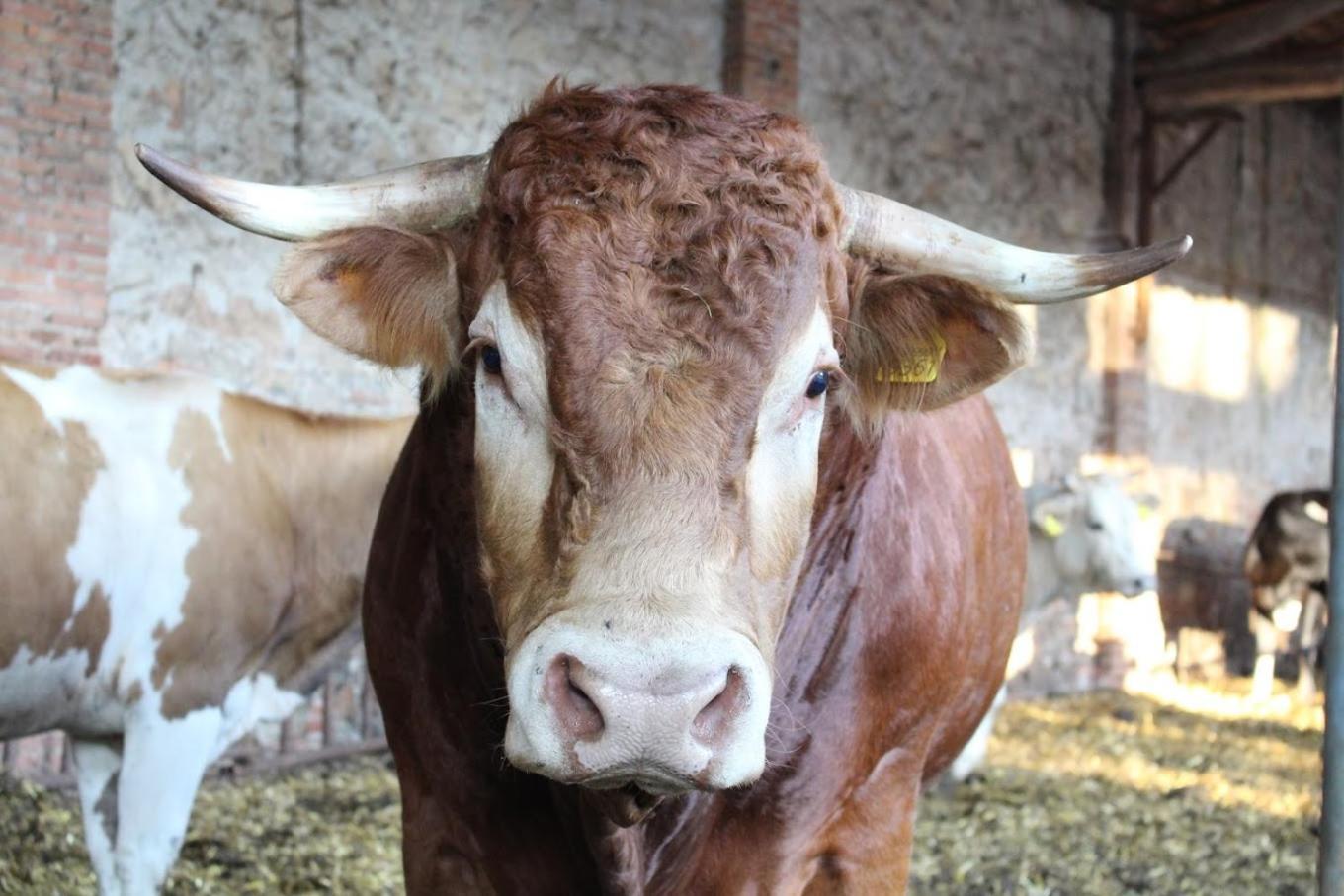 Fattoria Agriturismo Bigongiari ルッカ エクステリア 写真