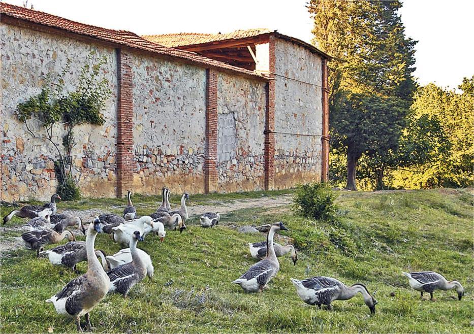 Fattoria Agriturismo Bigongiari ルッカ エクステリア 写真